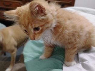 7 Week Old Male Longhair Kitten
