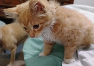 7 Week Old Male Longhair Kitten