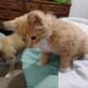 7 Week Old Male Longhair Kitten