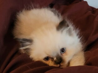 Himalayan Persians