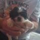 Adorable shihtzu puppies