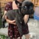 💥 French Bulldog Puppies – 12 Weeks – Vet Checked
