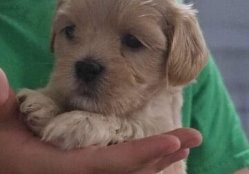 Perfect Teddy Cavapoo x Malshi