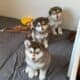 Female Alaskan Malamutes (8 weeks old)