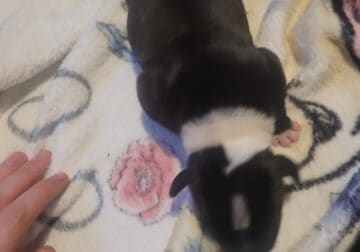 Full staffies