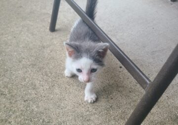 Very affectionate kitten to a loving home