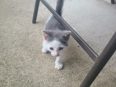 Very affectionate kitten to a loving home