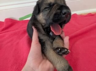 German Shepherd puppies