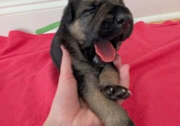German Shepherd puppies