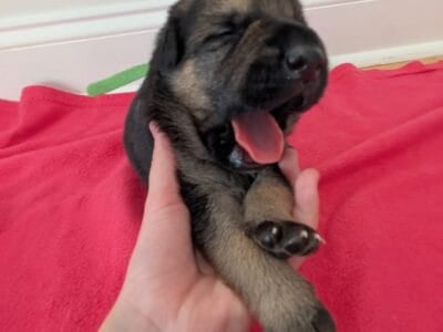 German Shepherd puppies