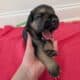 German Shepherd puppies