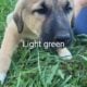 Purebred Anatolian puppies