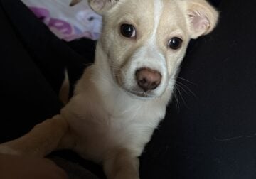 Young dog for rehome