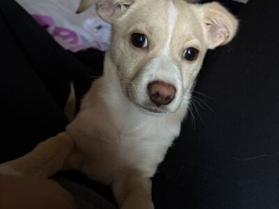 Young dog for rehome