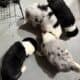 Australian Shepherds for Sale