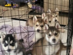 Alaskan sibarian husky puppies for sale