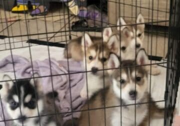 Alaskan sibarian husky puppies for sale