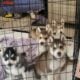 Alaskan sibarian husky puppies for sale