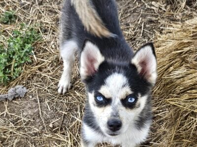 Pomsky lowest price need homes