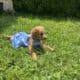 AKC Golden Retriever Puppies
