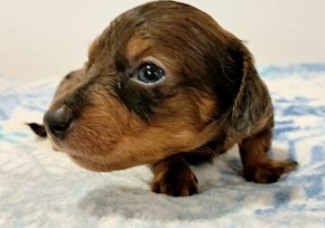 Wee Man Unique Mini Weenies Dachshund Puppy