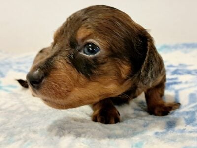 Wee Man Unique Mini Weenies Dachshund Puppy