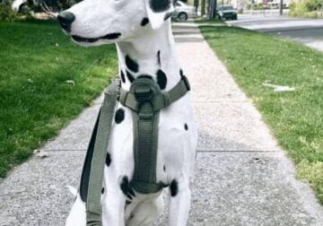 Male Dalmatian