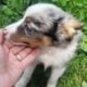 Male miniature Australian shepherds