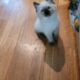 Roxie is a purebred Ragdoll kitten, fun & loving