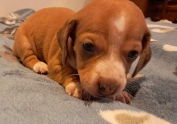 Peaches Unique Mini Weenies Dachshund Puppy