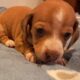Peaches Unique Mini Weenies Dachshund Puppy