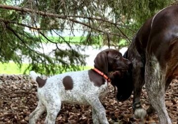 German Shorthair Pointer Puppies For Sale