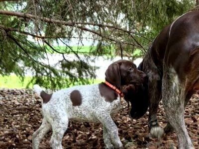 German Shorthair Pointer Puppies For Sale