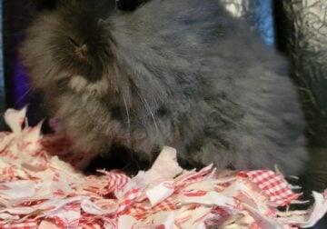 NETHERLAND DWARF/LIONHEADS