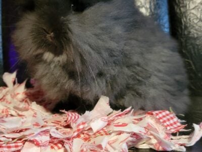 NETHERLAND DWARF/LIONHEADS