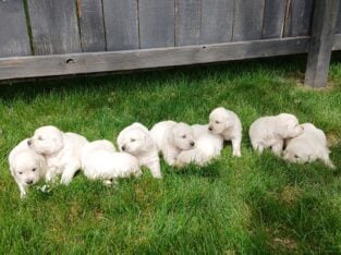 AKC Certified English Cream