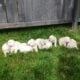 AKC Certified English Cream