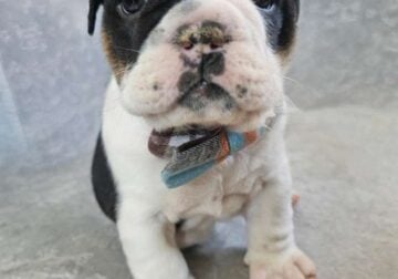 English Bulldog Puppies in need of a furever home!