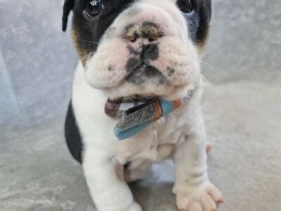 English Bulldog Puppies in need of a furever home!