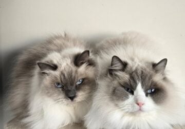 Two Adult Ragdoll Brothers in need of a new home