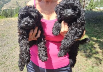 F1b mini cockapoos