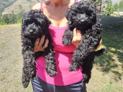 F1b mini cockapoos