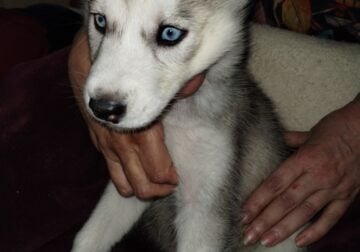 8 week old husky puppy