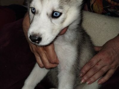 Eva 9 week old husky puppy