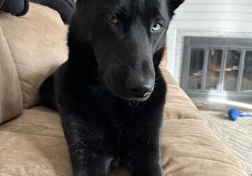 Shepsky for new home