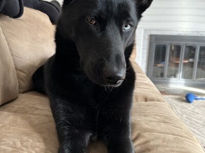 Shepsky for new home