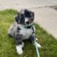 tricolor merle male bernedoodle