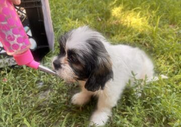 Shih tzus!!