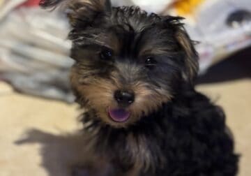 Male yorkie