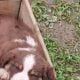 Dawei Border Collies puppies